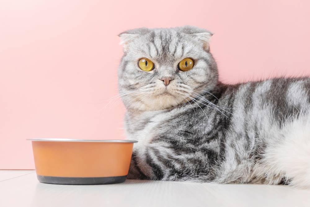 Подходят ли влажные корма кошкам для улучшения пищеварения?