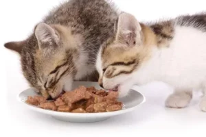 Когда у котят открываются глаза и как проходит этот процесс