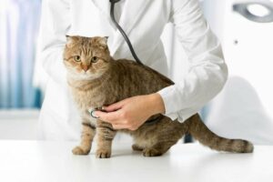 «Гамавит» для кошек: что это за препарат и когда его применяют