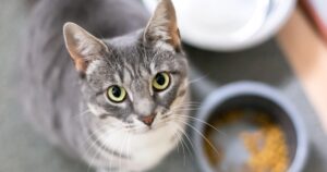 Подходят ли влажные корма кошкам для улучшения пищеварения?