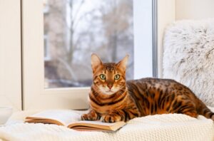 10 способов не дать кошке скучать дома