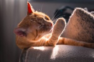 Линька у кошек: что нужно знать о смене шерсти и уходе