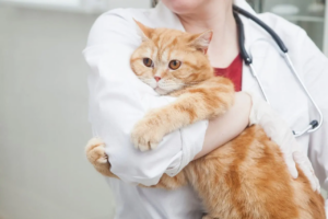 Подходят ли влажные корма кошкам для улучшения пищеварения?