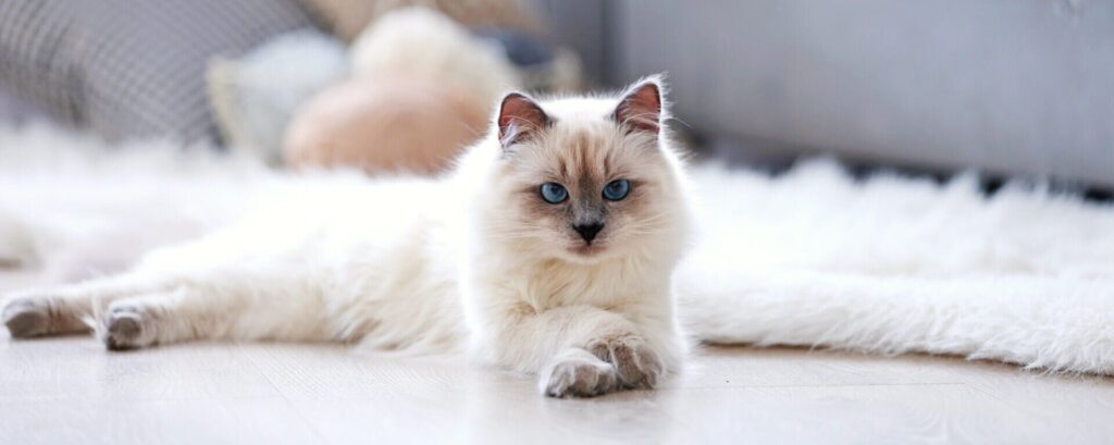 Зачем кошкам хвост?