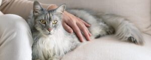 Линька у кошек: что нужно знать о смене шерсти и уходе