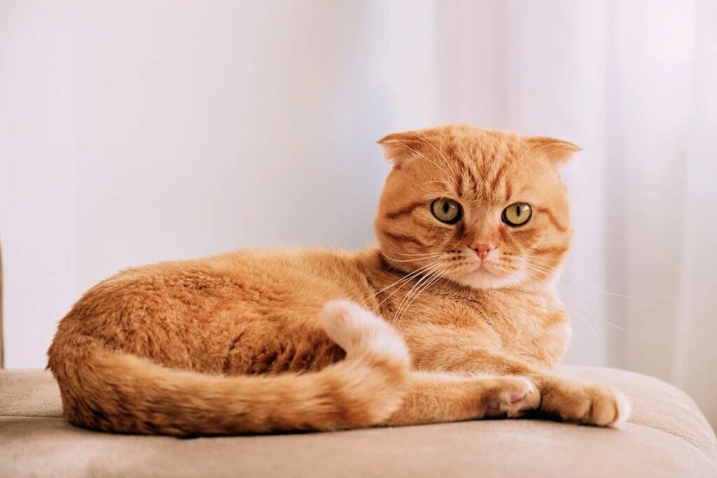 Почему кошки любят коробки и зачем они там прячутся?